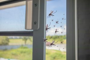 How To Keep Mosquitos Out Of Your Home
